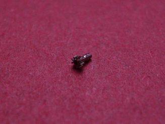 Rolex 1400 Minutenrohr 